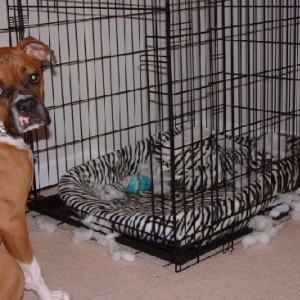 Bad Rocky