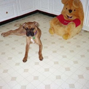 Kofi In Critter's Chair