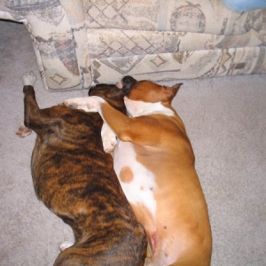 Buddies