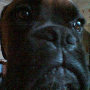 ozzy aged 8 months