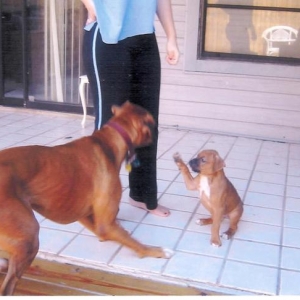 Oliver Boxing Layla