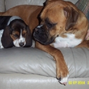 Apollo and Boomer