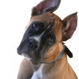 I go new ears for Christmas, what did you get?