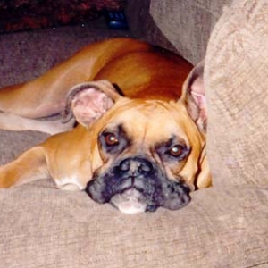 Abby after a hard day at work!
