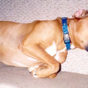 Baxter asleep on his back.