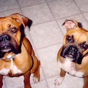Abby and Baxter always together.,