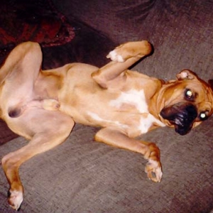Baxter