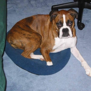 I wish I could fit in the cat's bed!