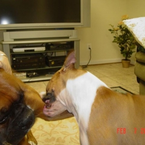 The love bite