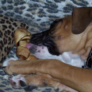 Jake licking his bone