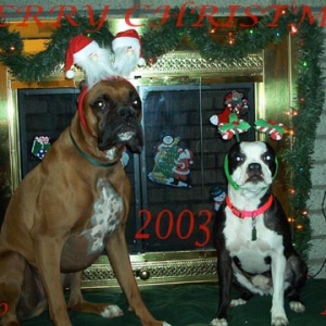 Xmas_2003_Ringo_Laila