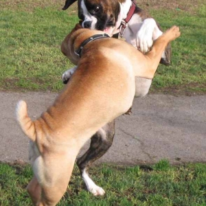 Shall we dance?