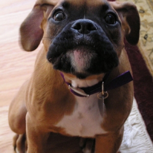 Nala_Growlingboxerworld
