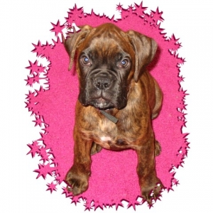 Star Quality Pooch!