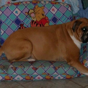 Couch Potato