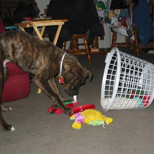 Toy Rescue