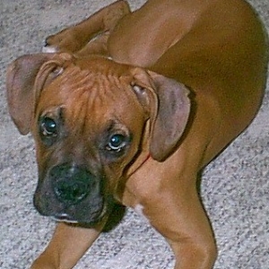 Bizo at 4 Months