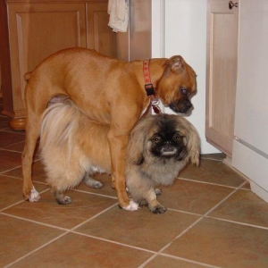 Rockys taking care of buddy Bandit