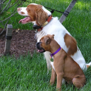Nala and her best buddy, Huey
