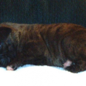 Apollo @ 2 week old