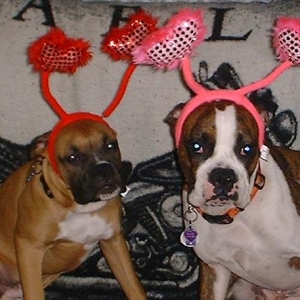 Valentine boxer puppies