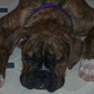 Poutty pup
