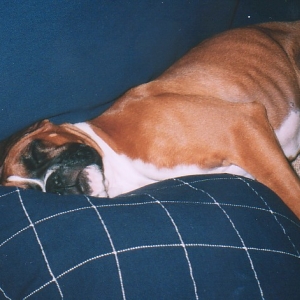 Daisy Wiped Out!