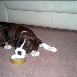 Molly Playing