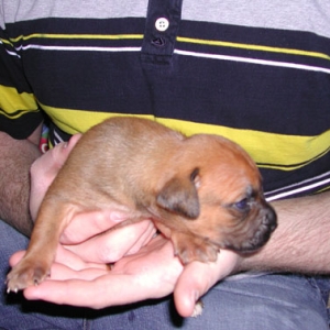 Zeus at 3 weeks old