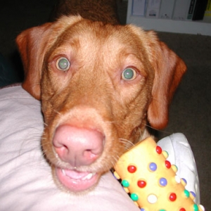 Wanna play tug-o-war???!