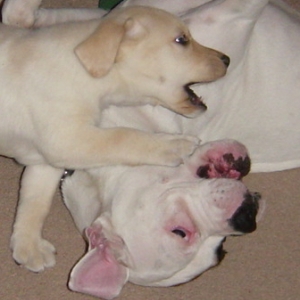 Rocky_039_2_