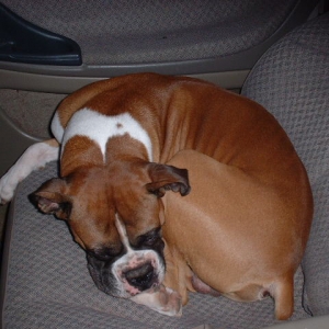 Sleepy Cyper in the Car