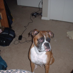 I am so good!  Can I have that treat now?