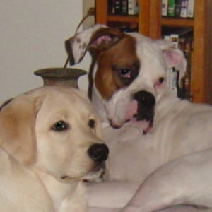 Sirus & Rocky