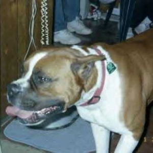 Big Daddy Brutus