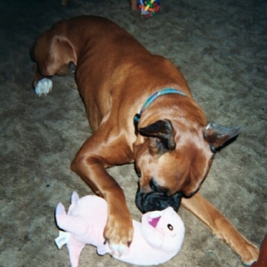 Buddies