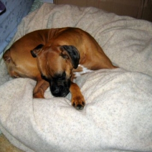 Checking out her new bed!
