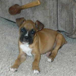 Roxy Balboa