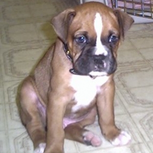 Chopper @ 6 Weeks