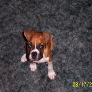 shorty