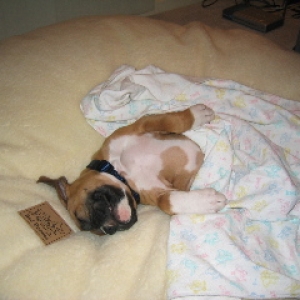 Jake Taking A Nap