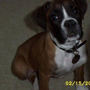 new pup