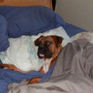 pacci_in_bed