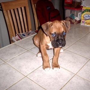 Harley
