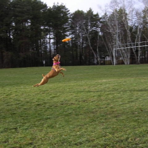 Jersey Soaring High