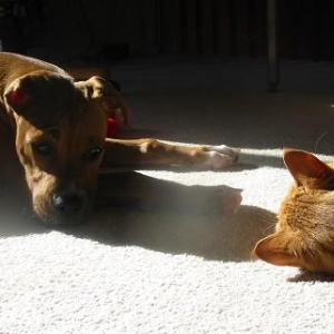 sunbathing buddies!!