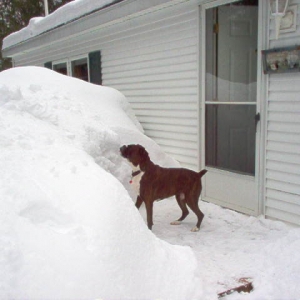 Casey at our home in Northern Michigan