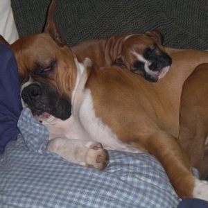 Hera's big pillow
