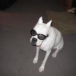 Doggles