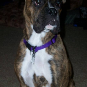 Brindle heart